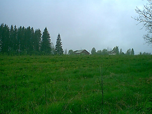 View to the west over old farm field (birch forest to-be).