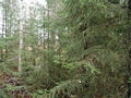 #5: West ! Forest !
