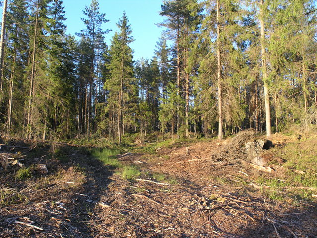 Logging track leading to the point