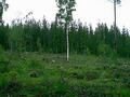 #4: A lone birch left to guard the clearing we walked across on our way to the confluence.