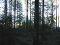 #3: View the north from the confluence, Lake Keitele being behind the forest.