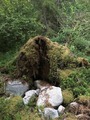 #8: The fallen tree at the confluence point