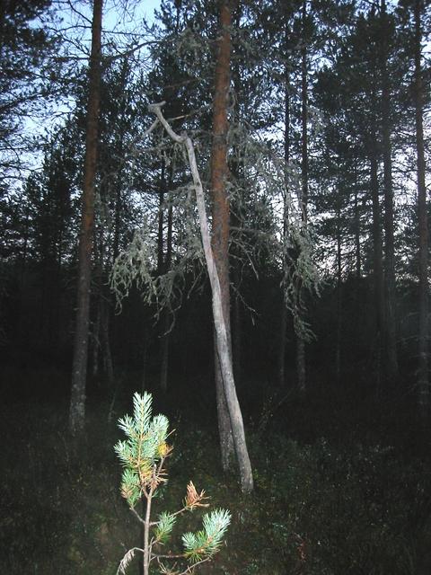 A dried pine tree.