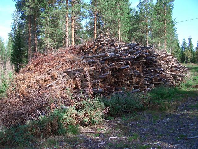 Thinning of forest and firewood for next year