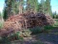 #8: Thinning of forest and firewood for next year