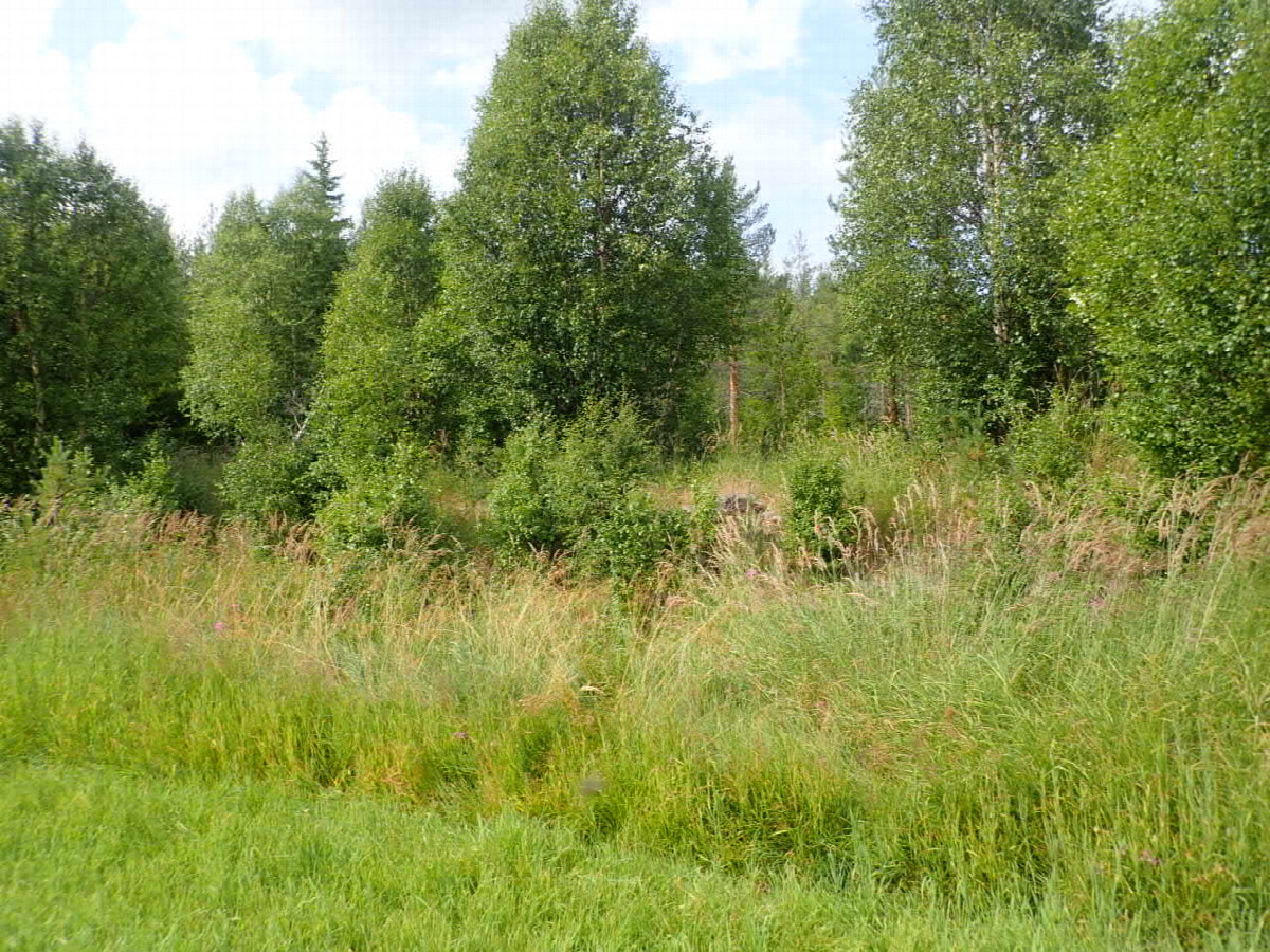 End off the open Field and Begin from the Forest