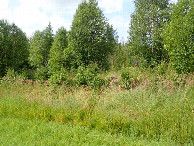 #10: End off the open Field and Begin from the Forest