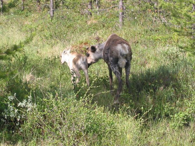 Reindeers escaping