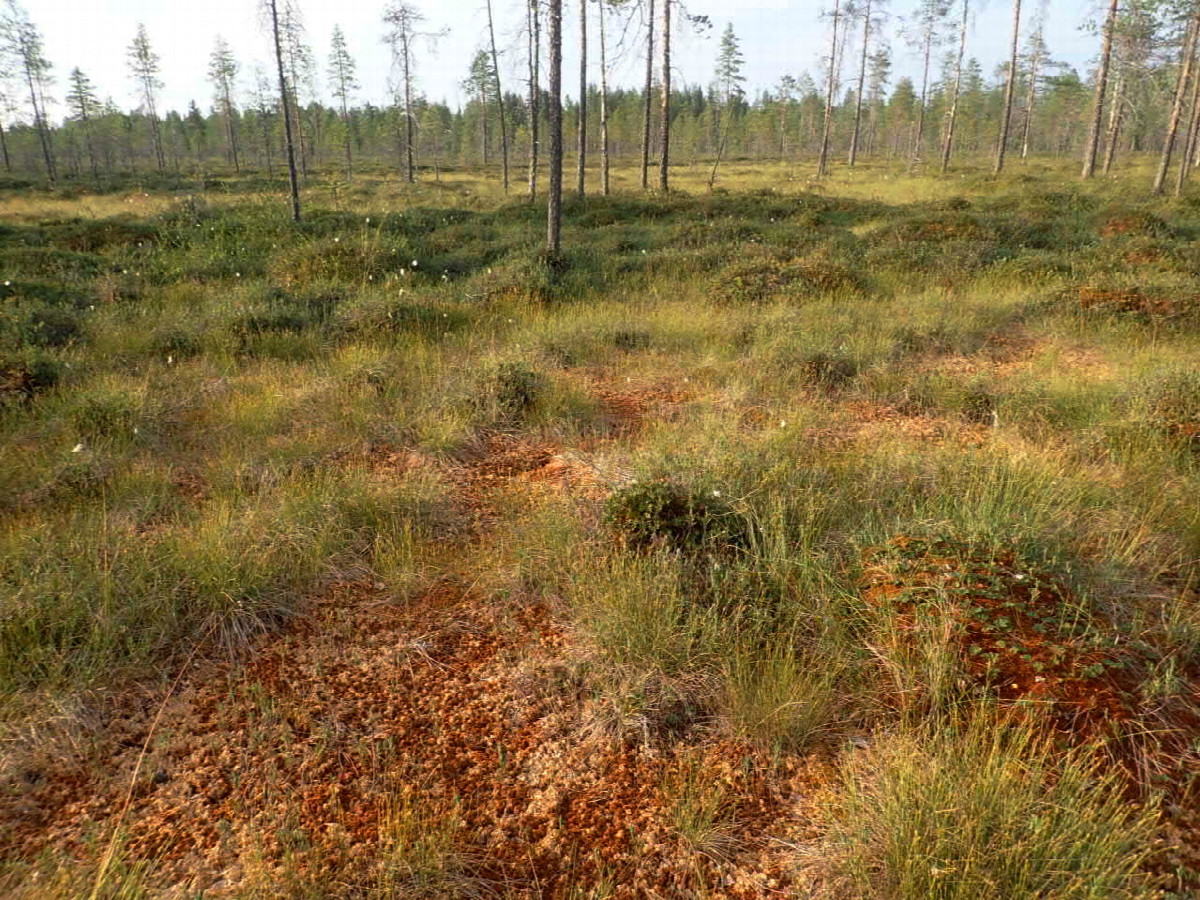 General Area near from Point / Tüpisches Gelände