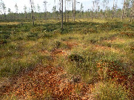 #8: General Area near from Point / Tüpisches Gelände