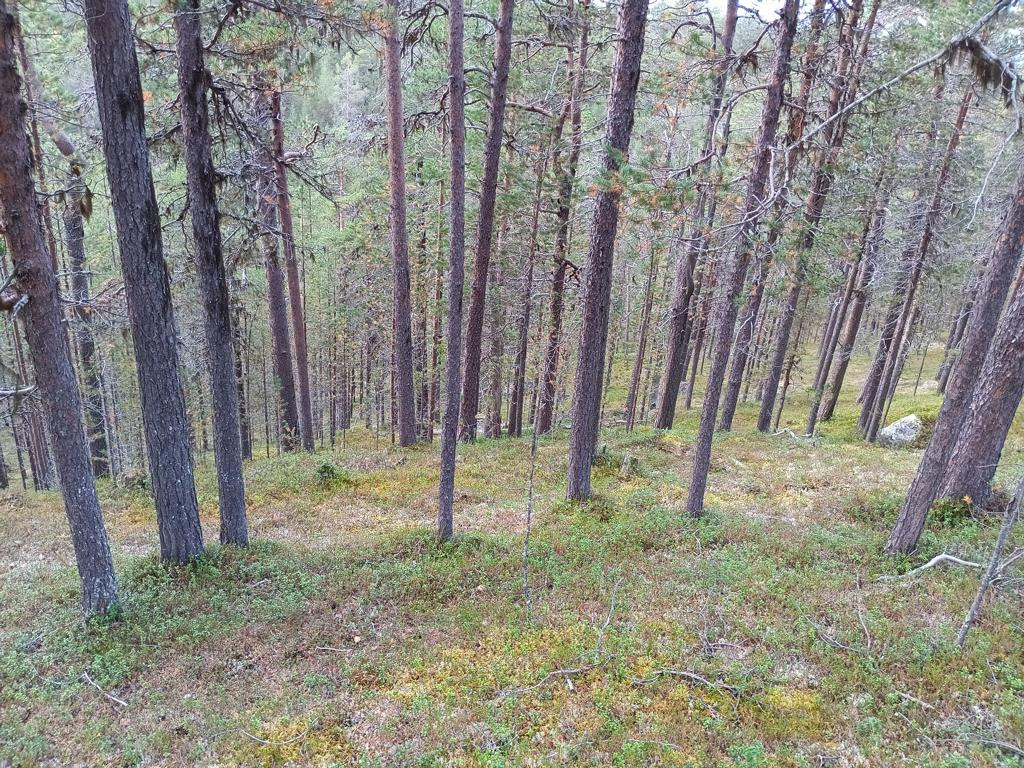 view downhill towards road on way back