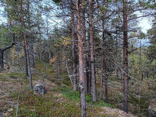 #1: Norden; view north