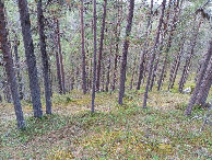 #9: view downhill towards road on way back