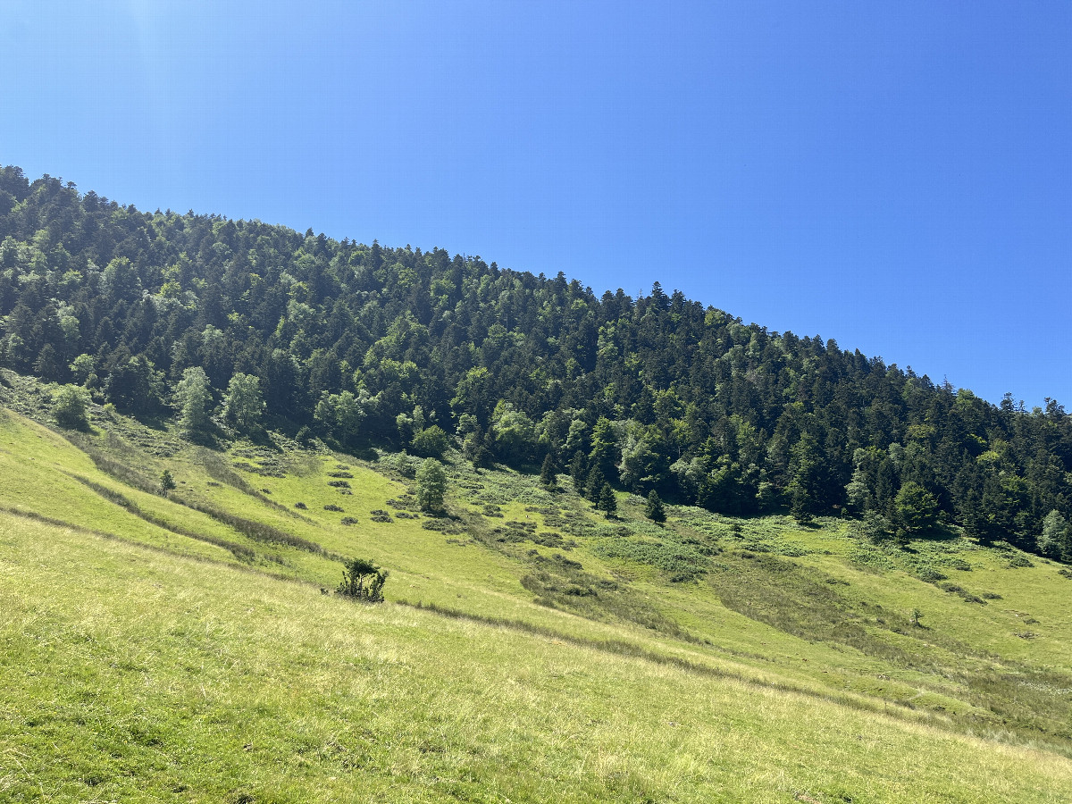 View from the Bigaloume hut, towards the confluence point, 600m in the forest
