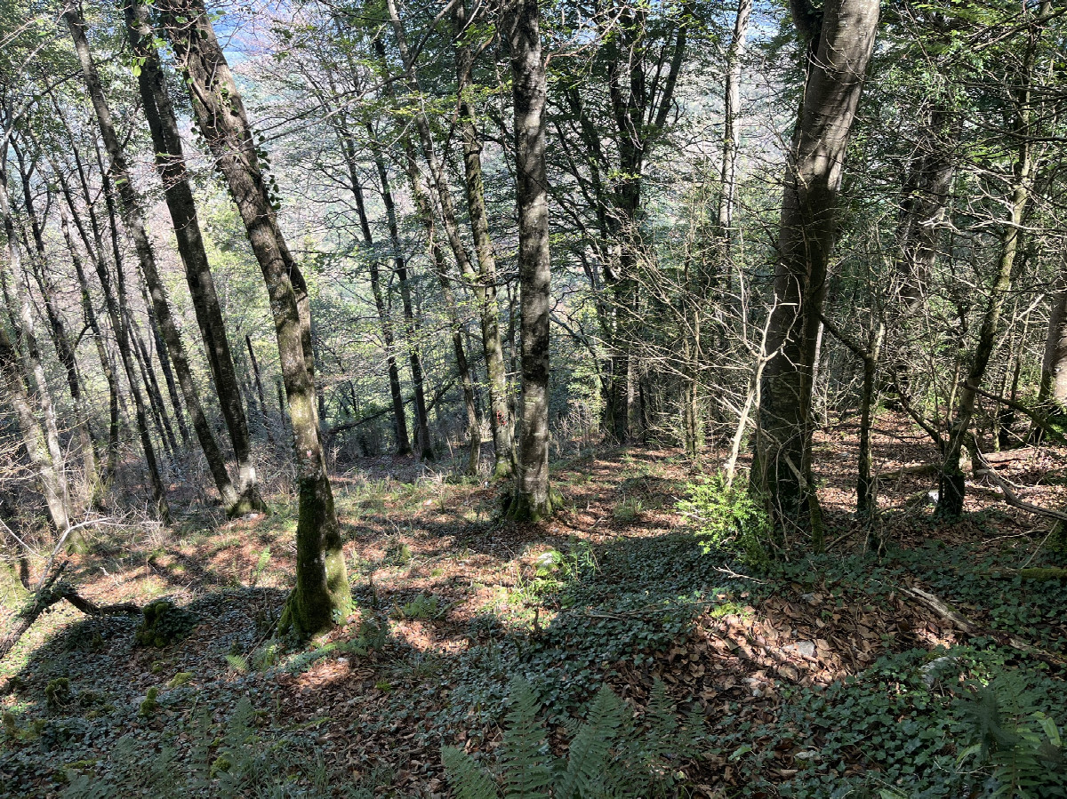 View from 30m SW towards the CP