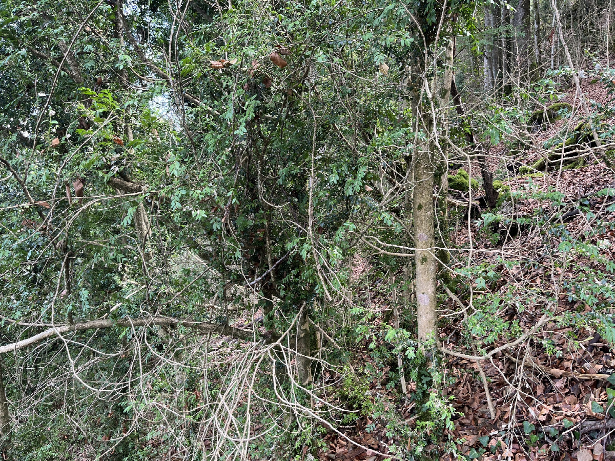 View to the east