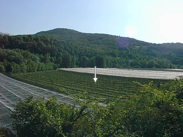 View of the orchard, with the confluence marked