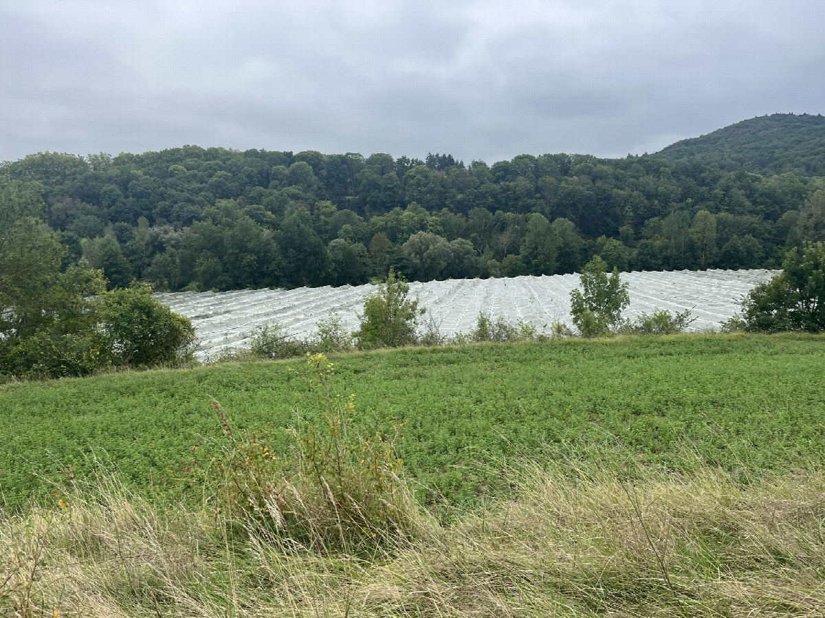 View from the road (100m north) towards the CP located in the orchard