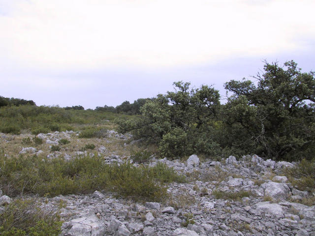 Sparse vegetation