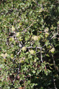 #8: Kermes oak (Quercus coccifera)