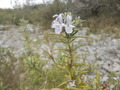 #9: Flower at the Confluence Point