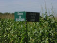 #7: South extremity of the corn field, 500 m. from confluence