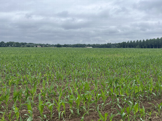 #1: View toward the confluence point from the road