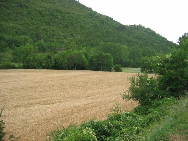General view from the road. The spot is just inside the ripening field.