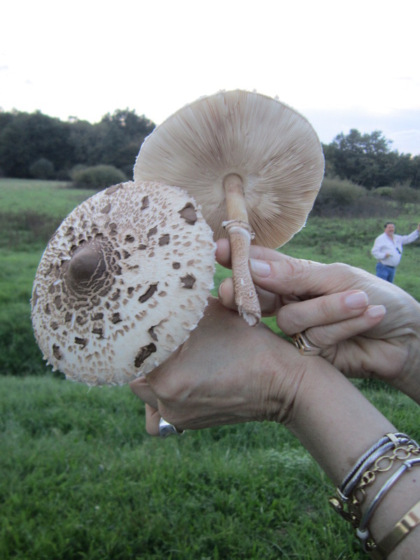 We found some good parasol mushrooms at just 15 mts from CP that we ate later