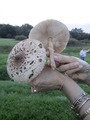 #11: We found some good parasol mushrooms at just 15 mts from CP that we ate later