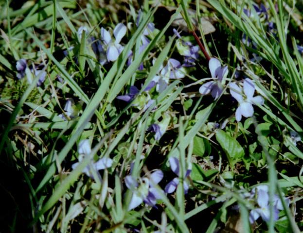 Some wild violets