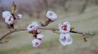 #6: Orchard blossom in detail