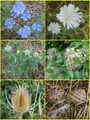 #9: Flowers and Snails