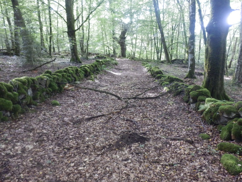 Track with Moss Overgrown Walls