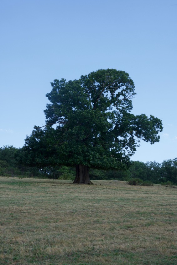 A close-up view of the impressive-looking oak tree, just East of the point