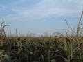 #2: View to the north: corn again