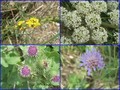 #8: Collection of flowers