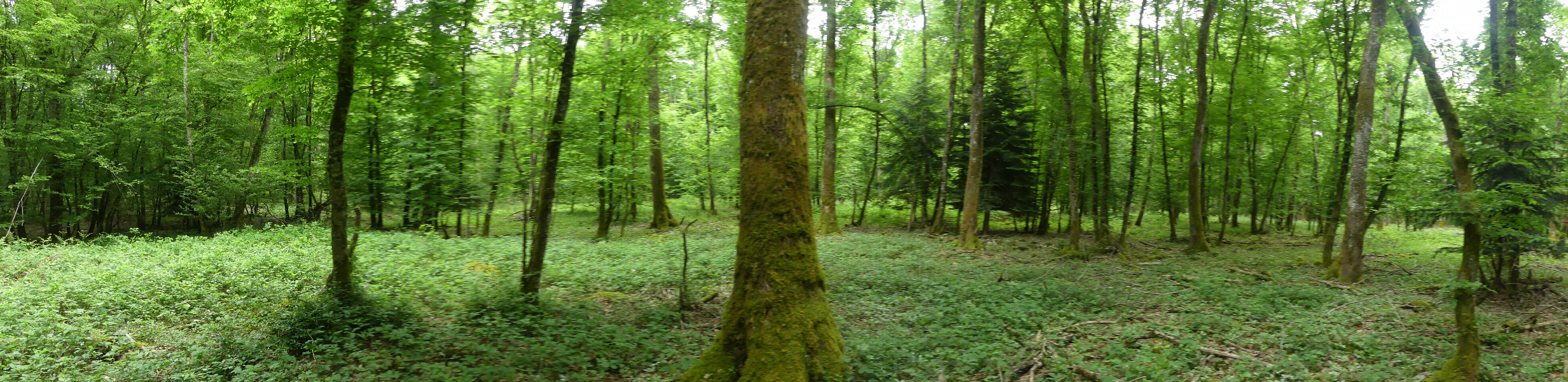 Panoramic view from the point