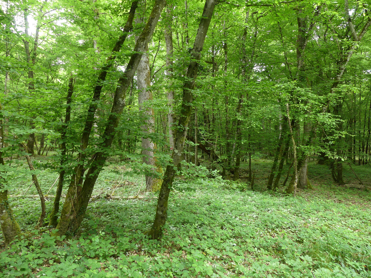 West view