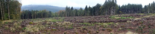 #1: ESW panoramic view from the forest cut (150 meters NE of the actual point)