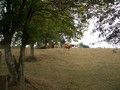 #9: The CP is behind this meadow with cows