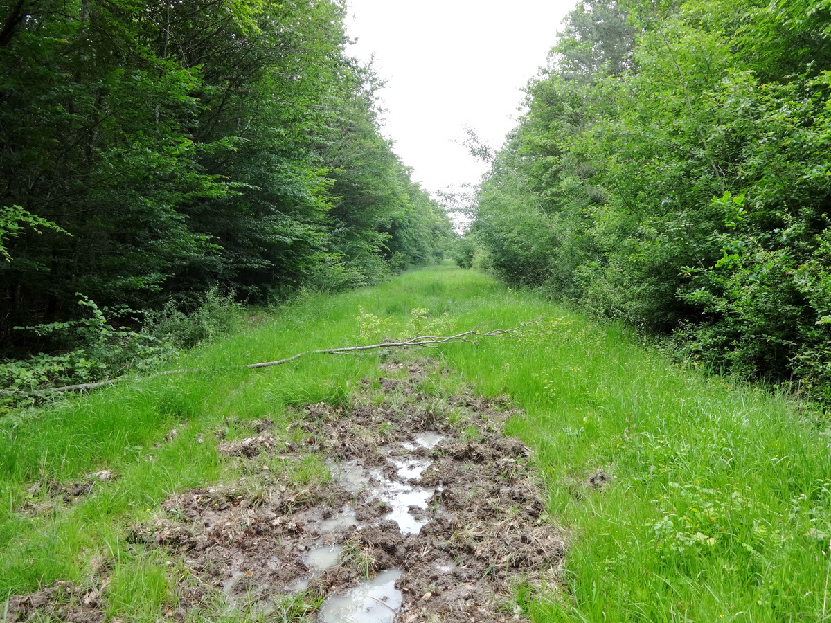 Path in 80 m / Дорожка в 80 м