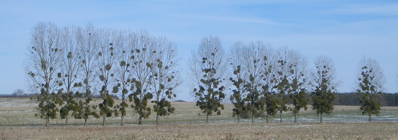 Mistletoe in poplars.