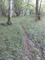 #9: Footpath that is used by Wild Pigs when they visit the confluence
