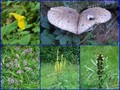 #10: Mushrooms in love and some plants