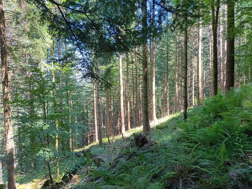 Osten; view east