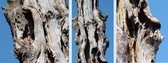 #10: Old tree in close-up 