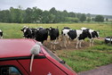 #9: The cattle is watching us / Die neugierigen Rinder