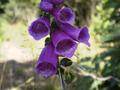 #9: Digitalis purpurea (foxglove)