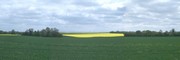 #9: Panoramic image with coleseed field (enhanced)